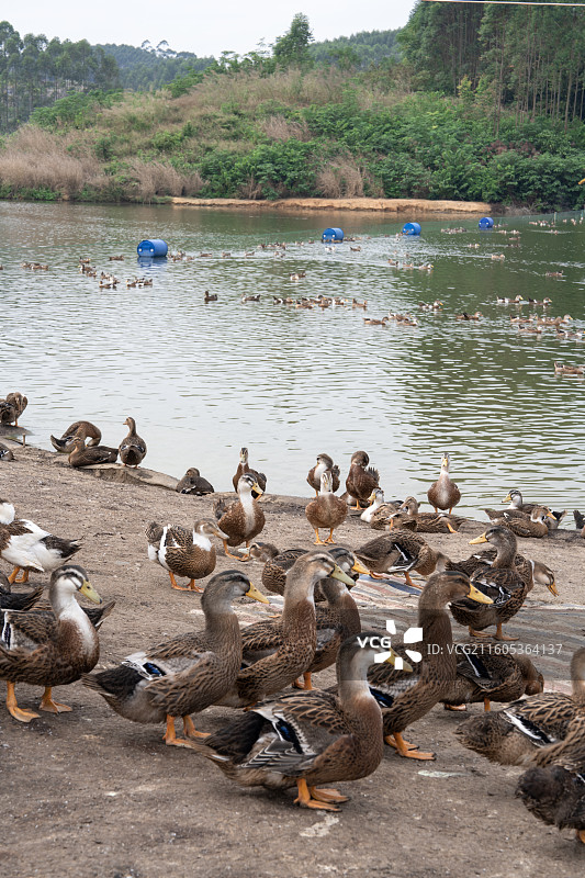 中国广西南宁市江西镇一处养鸭场里的鸭子图片素材