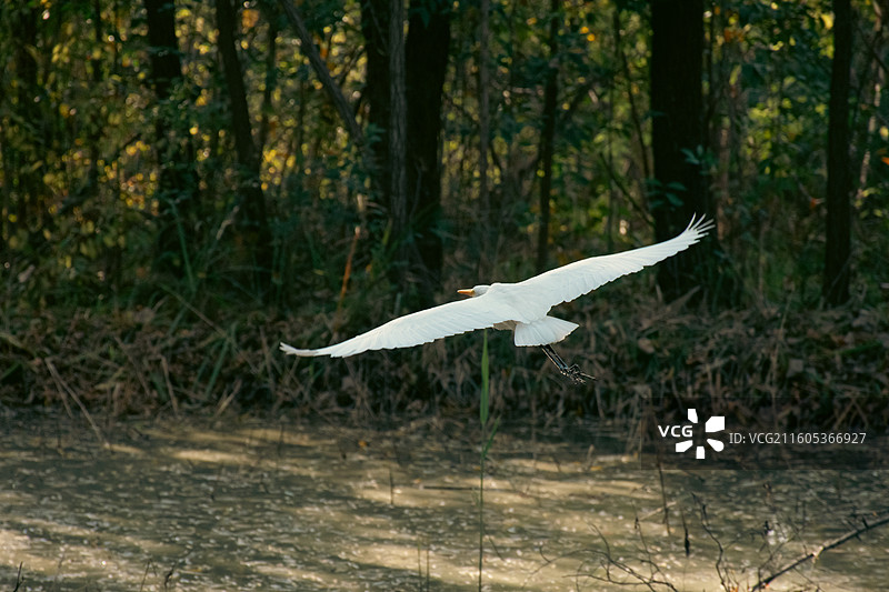 西安浐灞国家湿地公园 白鹭特写图片素材