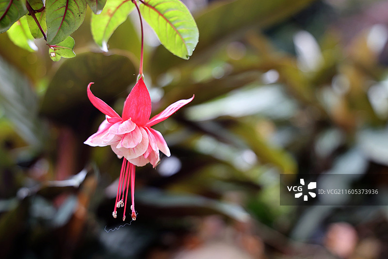 倒挂金钟的花特写图片素材