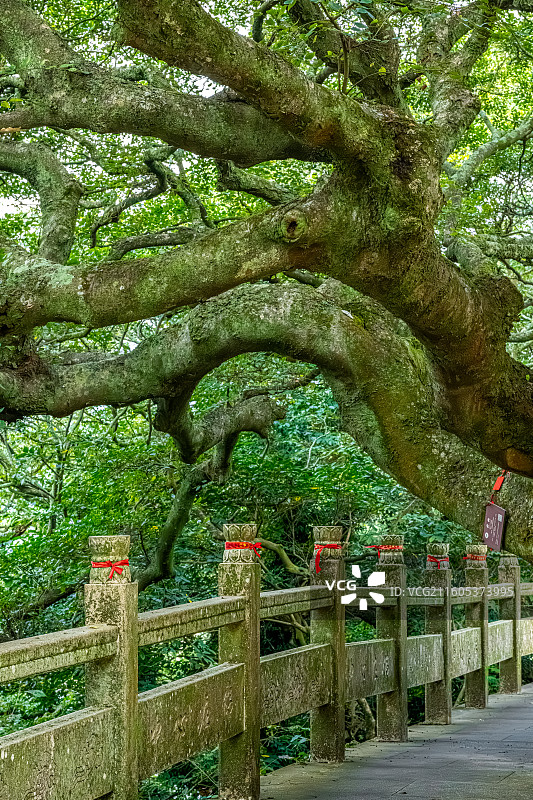 朴树 百年古树与寺庙石板路 石墩扎着红色丝带 舟山普陀山海天佛国图片素材
