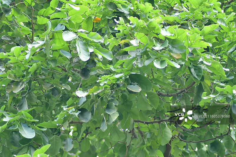 南方珍稀园林树种-Dalbergia obtusifolia 钝叶黄檀图片素材