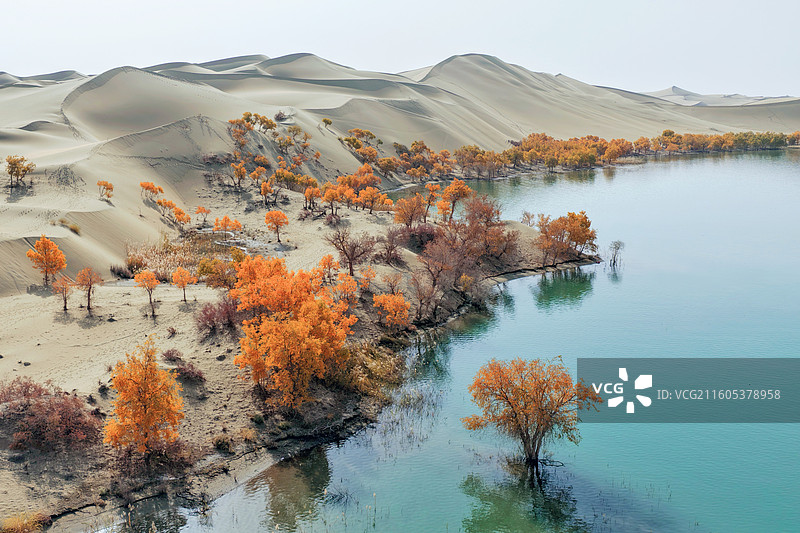 塔塔秘境胡杨林/弧形沙岸一边是蔓延起伏的沙丘，一边是碧水如镜的湖泊，金黄色的胡杨沿岸簇立图片素材