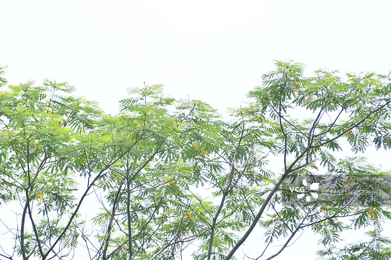 南方珍稀园林树种-Gymnocladus chinensis 肥皂荚图片素材