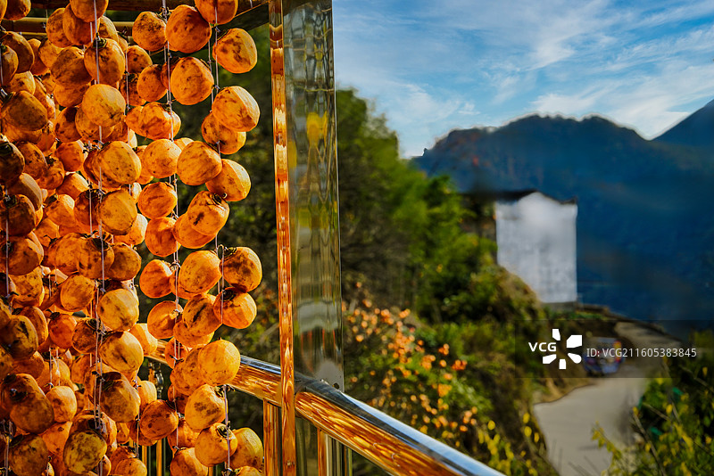 安徽歙县姬公尖的柿子红了图片素材