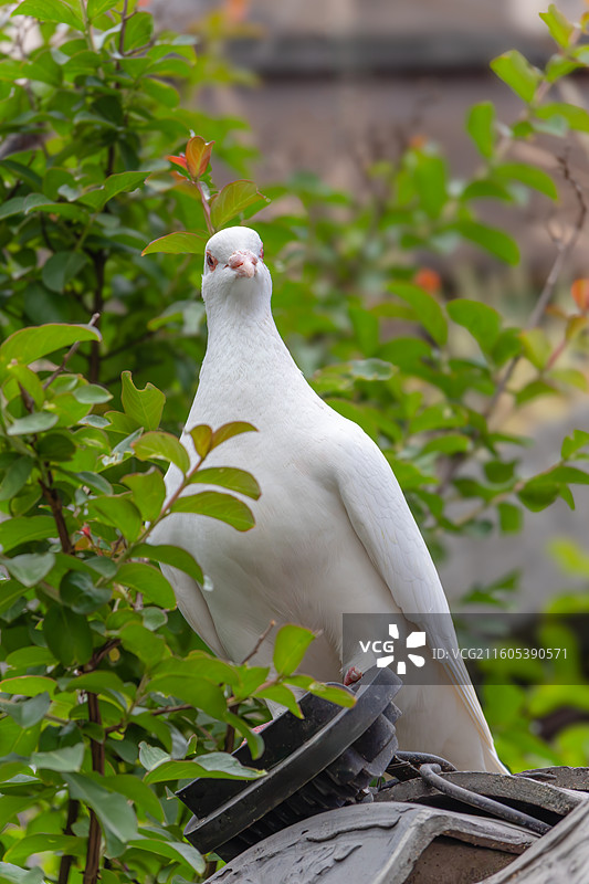 白鸽图片素材