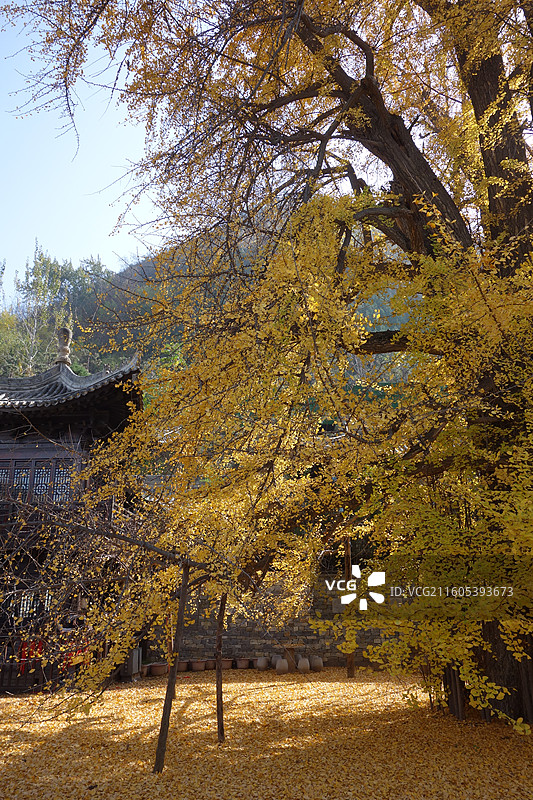 陕西省西安市长安区古观音禅寺银杏秋景图片素材