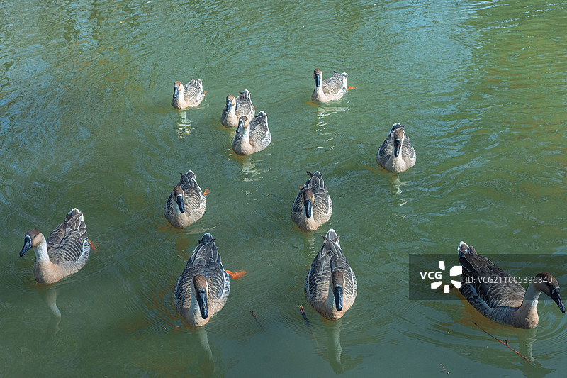 西安浐灞国家湿地公园 水杉秘境中的鹅图片素材