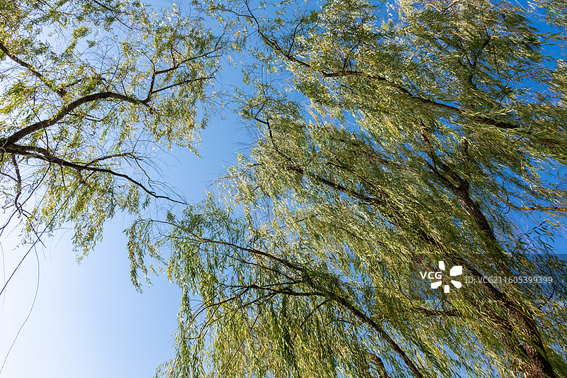 西安浐灞国家湿地公园 柳树风光图片素材