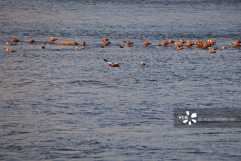吉林市，长白岛，野鸭，图片素材