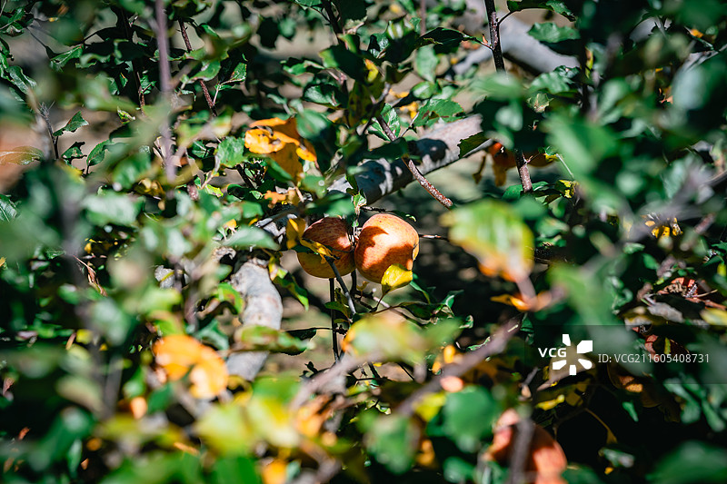 林芝地区高原苹果图片素材