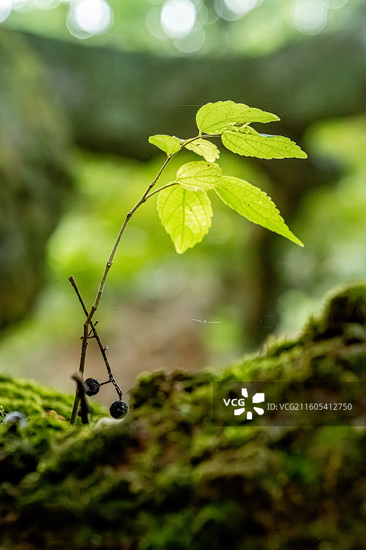 朴树 粗壮的树干发出新苗 百年古树的树皮上覆盖着厚厚的苔藓 舟山普陀山海天佛国图片素材
