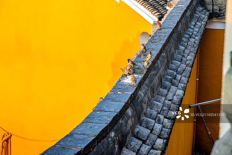 佛教寺院围墙上的麻雀 庙的屋檐上小鸟啄食米粒 舟山普陀山海天佛国图片素材