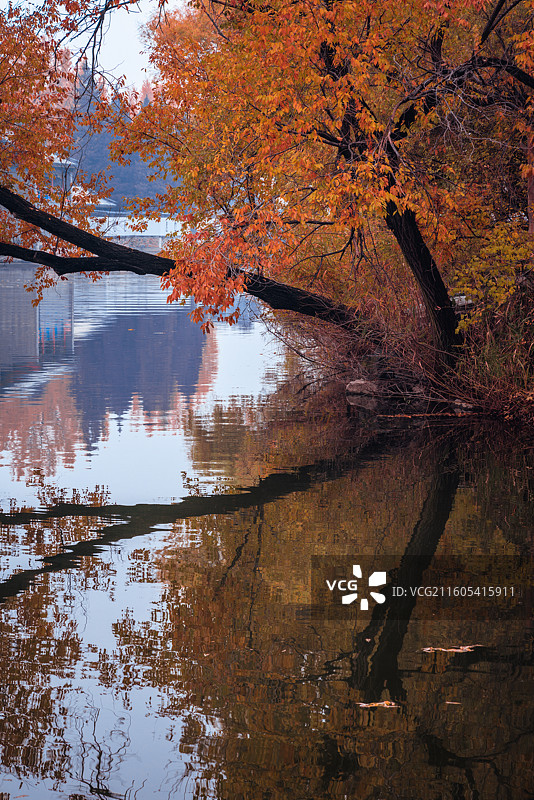 颐和园的秋天图片素材