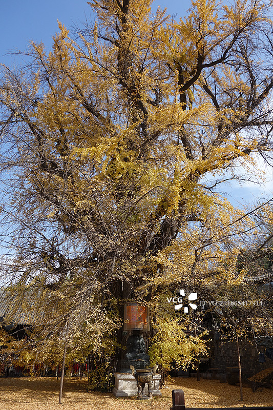 陕西省西安市长安区古观音禅寺银杏秋景图片素材