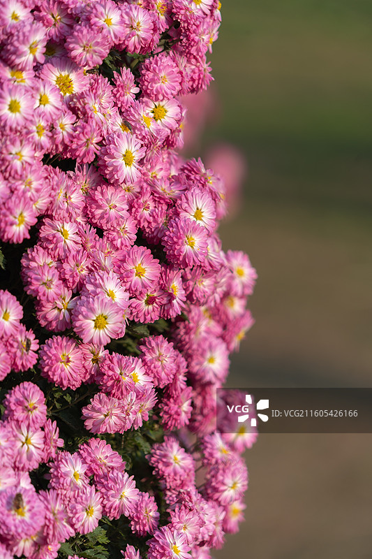 粉色普罗旺斯菊花和蜜蜂采蜜景象图片素材