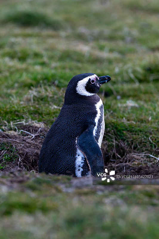 福克兰群岛，麦哲伦企鹅图片素材