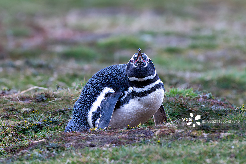 福克兰群岛，麦哲伦企鹅图片素材