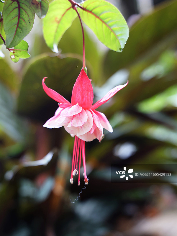 倒挂金钟的花特写图片素材