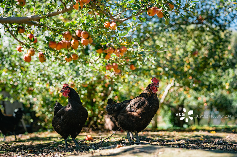 高原土鸡图片素材