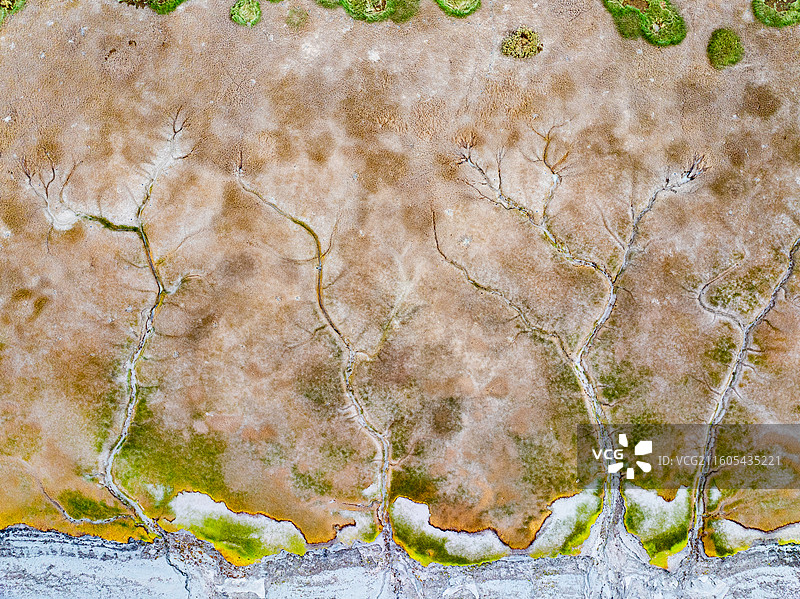 钱塘江岸边的潮汐树图片素材