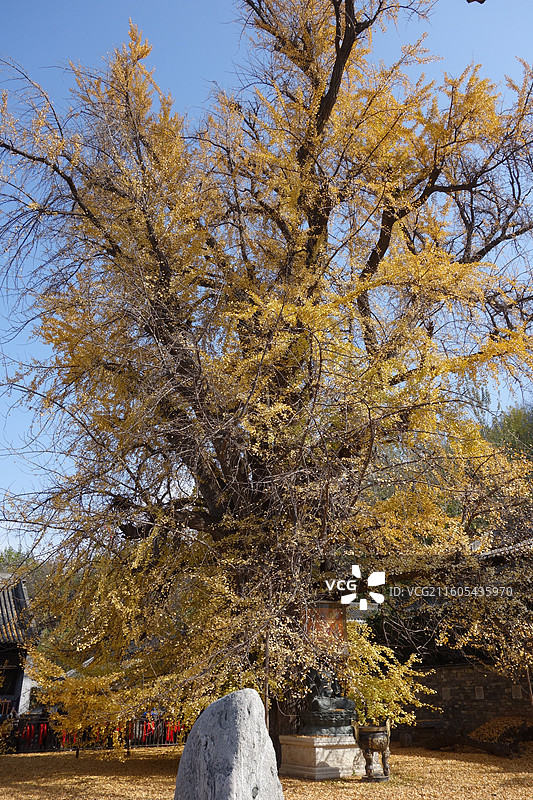 陕西省西安市长安区古观音禅寺银杏秋景图片素材