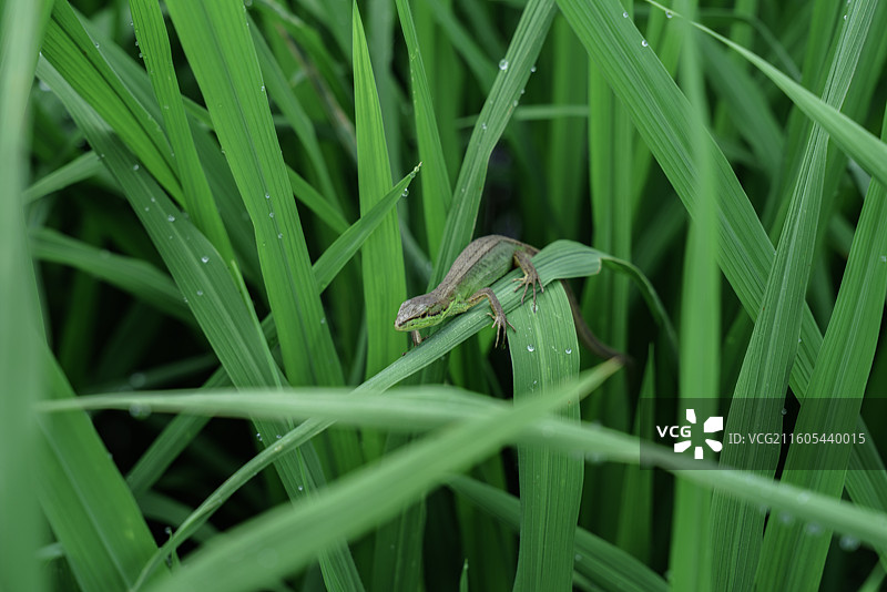 壁虎趴在水稻上图片素材