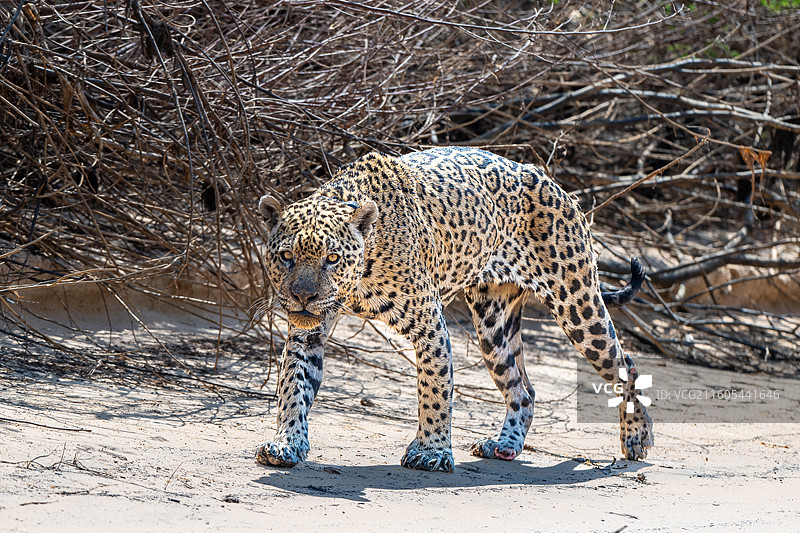 巴西，潘塔纳尔湿地，美洲豹图片素材