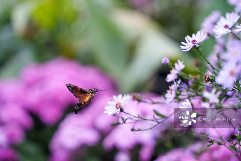 长喙天蛾图片素材