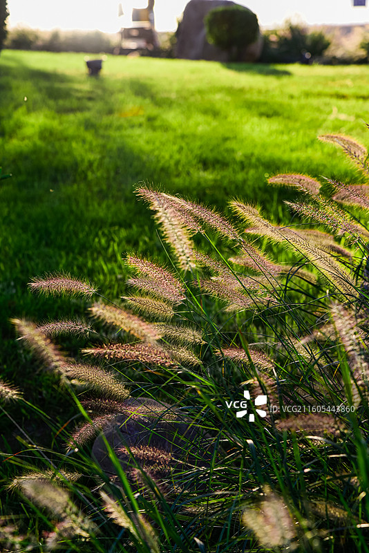 晨曦中的的狼尾草图片素材
