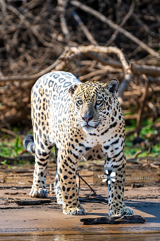 巴西，潘塔纳尔湿地，美洲豹图片素材