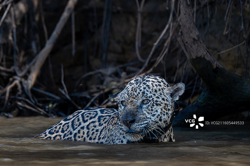 巴西，潘塔纳尔湿地，美洲豹图片素材