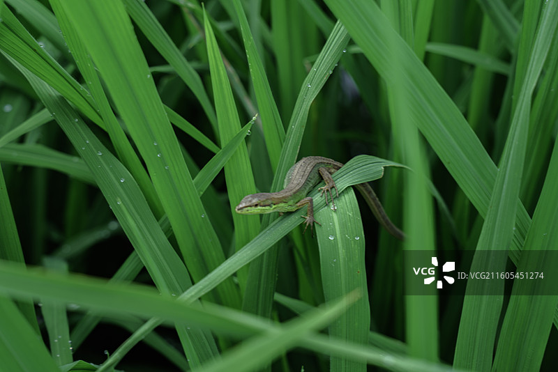 壁虎趴在水稻上图片素材