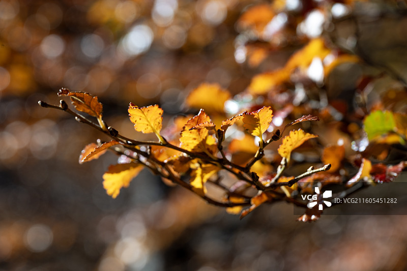 智利，百内国家公园，秋天的百内国家公园图片素材