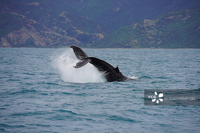 新西兰凯库拉的抹香鲸图片素材