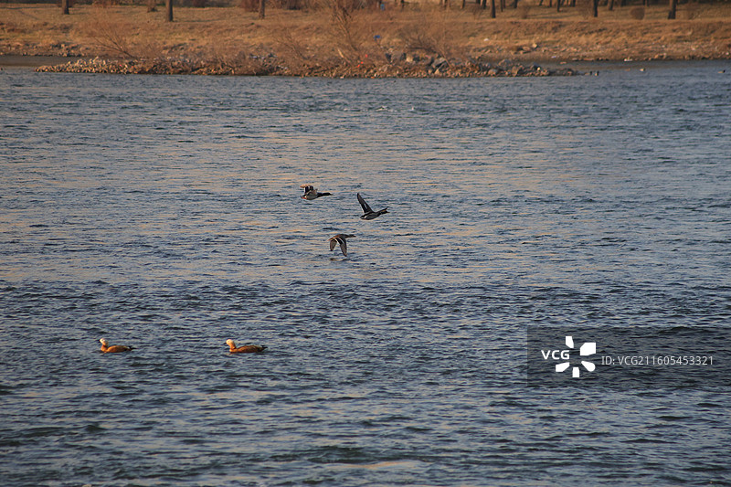 吉林市，长白岛，野鸭，图片素材