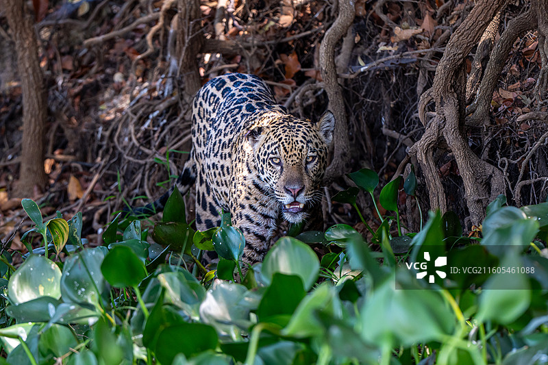 巴西，潘塔纳尔湿地，美洲豹图片素材