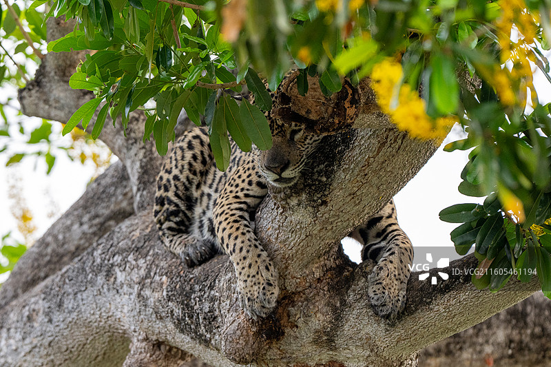 巴西，潘塔纳尔湿地，美洲豹图片素材