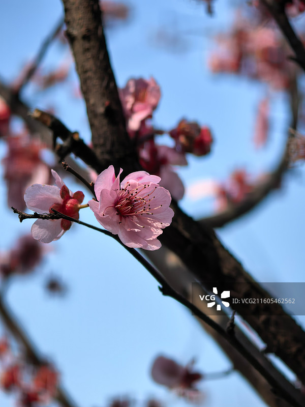 粉樱在枝头轻颤，背景晕成朦胧花海，治愈的春日浪漫直戳心巴图片素材
