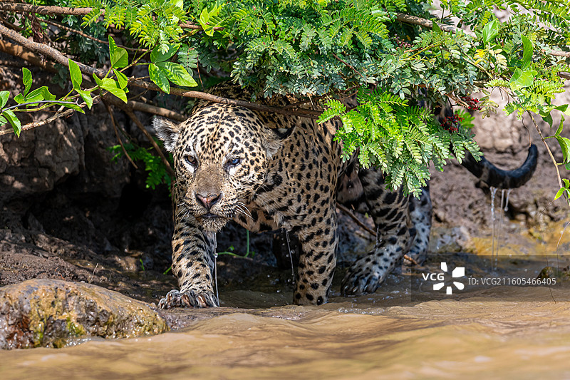 巴西，潘塔纳尔湿地，美洲豹图片素材