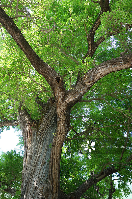 陕西省陕南汉中市略阳县白水江镇青泥河小学银杏古树图片素材