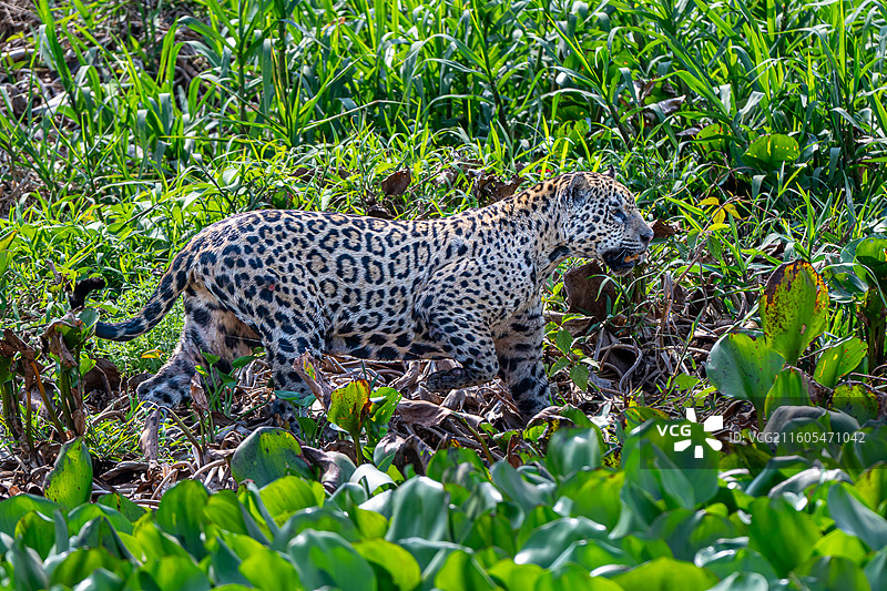 巴西，潘塔纳尔湿地，美洲豹图片素材