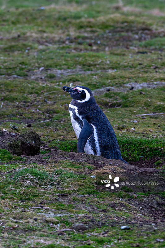 福克兰群岛，麦哲伦企鹅图片素材