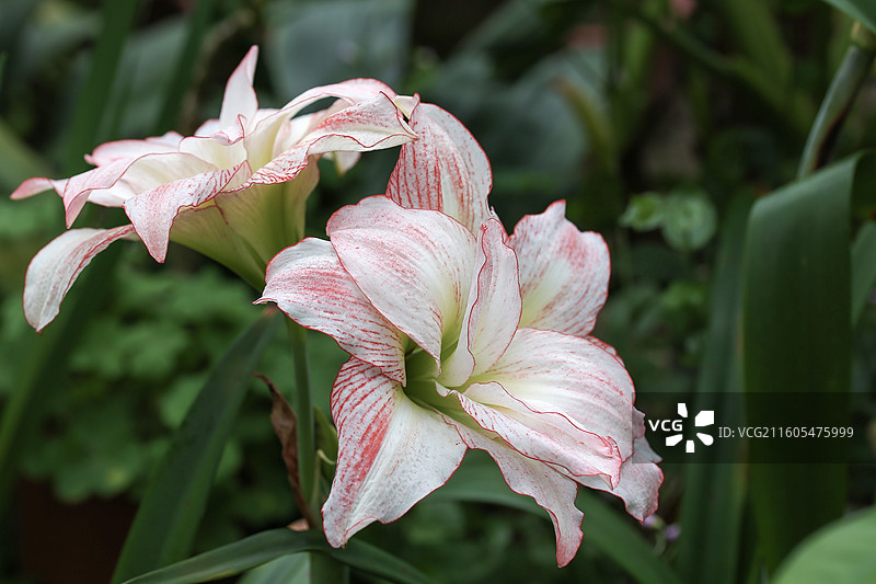 朱顶红图片素材