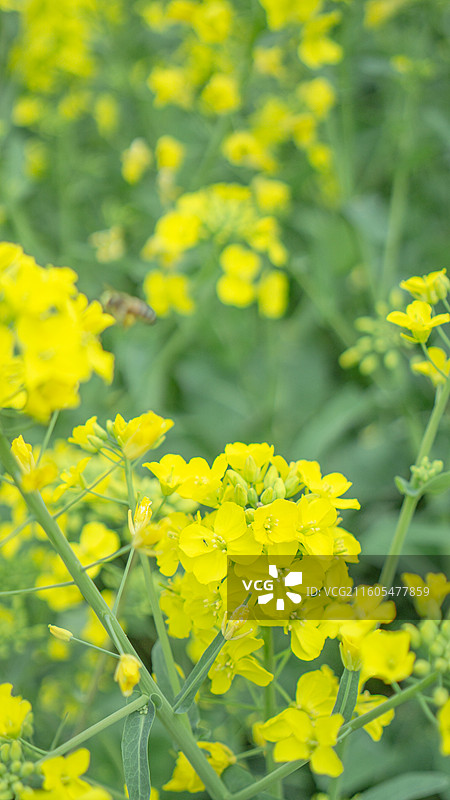 大邑安仁古镇的油菜花 壁纸 背景 纹理 田园风光图片素材