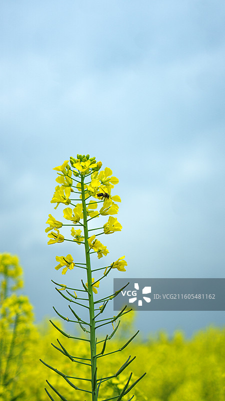 大邑安仁古镇的油菜花 壁纸 背景 纹理 田园风光图片素材