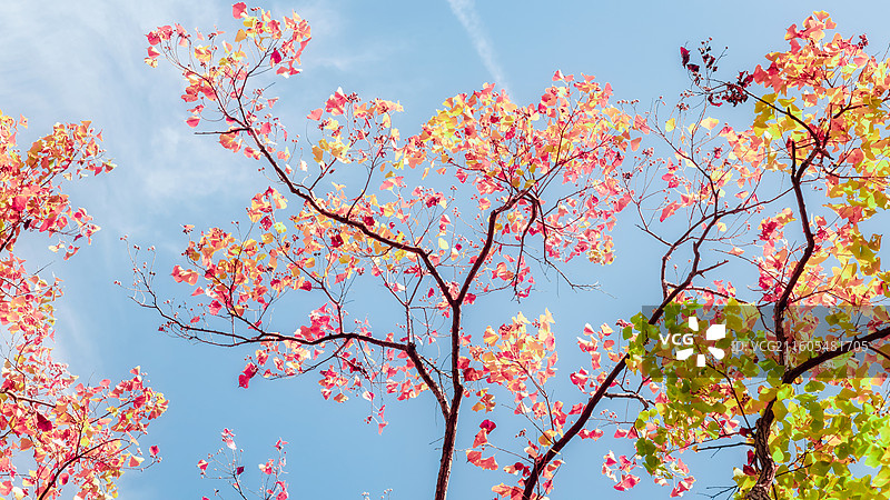 五彩乌桕树图片素材