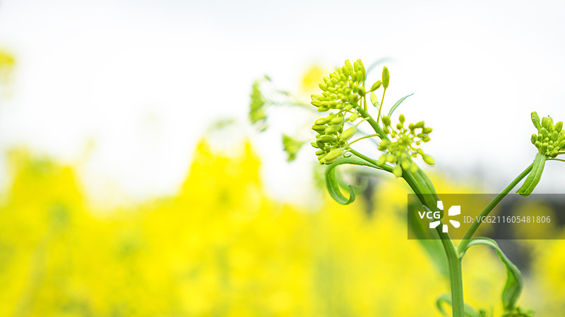 大邑安仁古镇的油菜花 壁纸 背景 纹理 田园风光图片素材