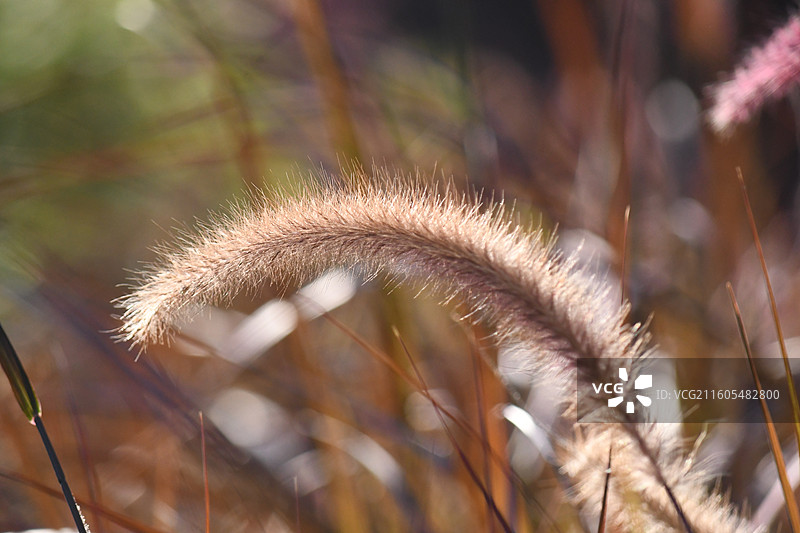 《茸穗摇光》一株狼尾草图片素材