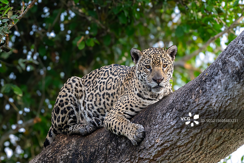 巴西，潘塔纳尔湿地，美洲豹图片素材