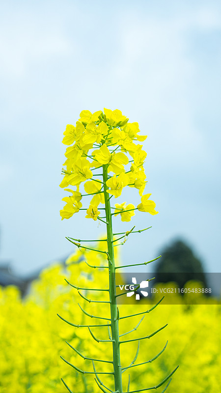 大邑安仁古镇的油菜花 壁纸 背景 纹理 田园风光图片素材